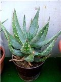 Aloa Ferox